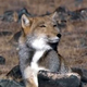 Illustration for article titled Wednesday Woof - Vulpes ferrilata Edition